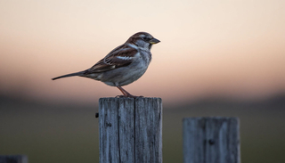 Интересные факты о воробьях