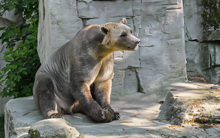 Пизли